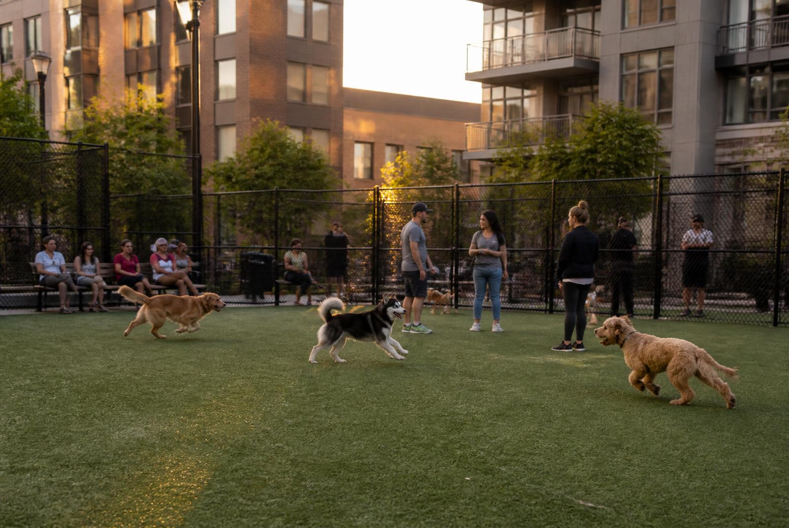 Fenced dog park beside apartment buildings in South End Charlotte